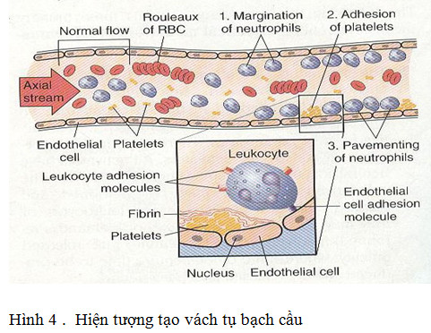Vai trò của bạch cầu xuyên mạch trong quá trình miễn dịch là gì?
