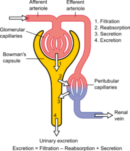 nephron- đơn vị cấu trúc và chức năng thận