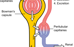 nephron- đơn vị cấu trúc và chức năng thận