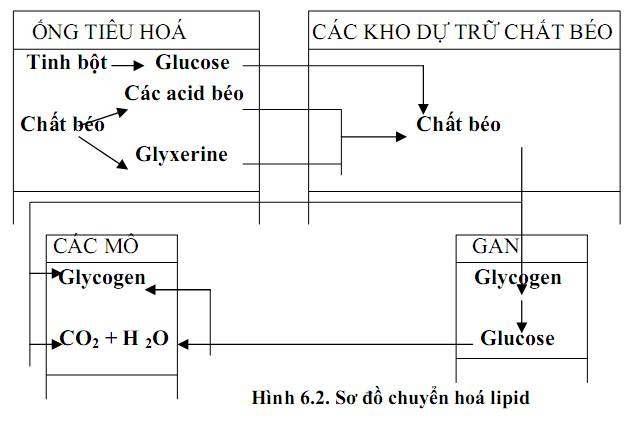 sơ đồ chuyển hóa lipid