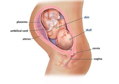tử cung thời kì mang thai